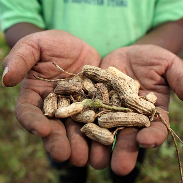Hands holding peanuts