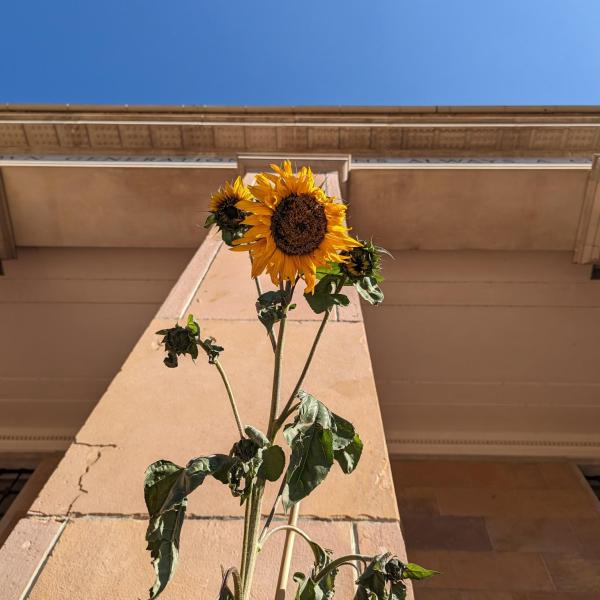 Sunflower in front of a campus building
