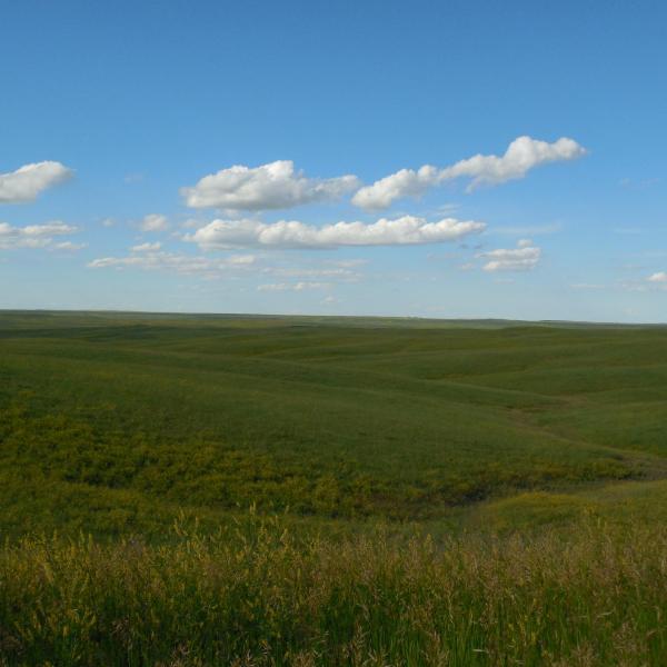 an open field