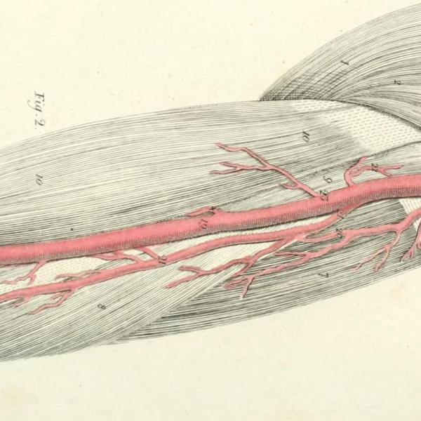 arteries