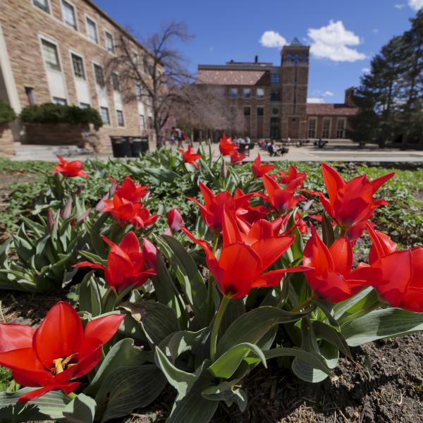 Red flowers outside University Memorial Center