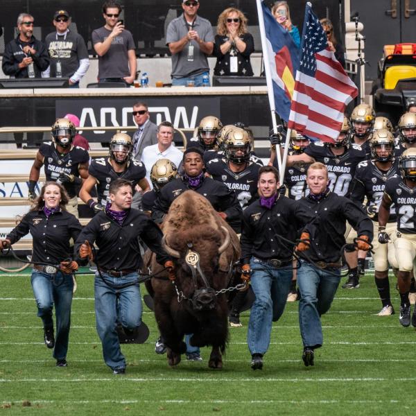 Ralphie and her handlers lead CU Football onto the field at the 2018 homecoming game