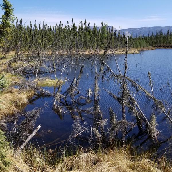 A forest sinks into a thawed permafrost lake.