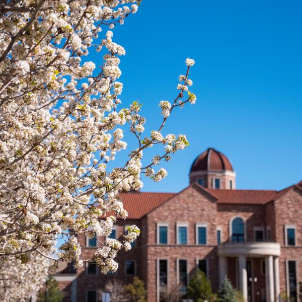 Early spring blooms on campus near the Koelbel business building