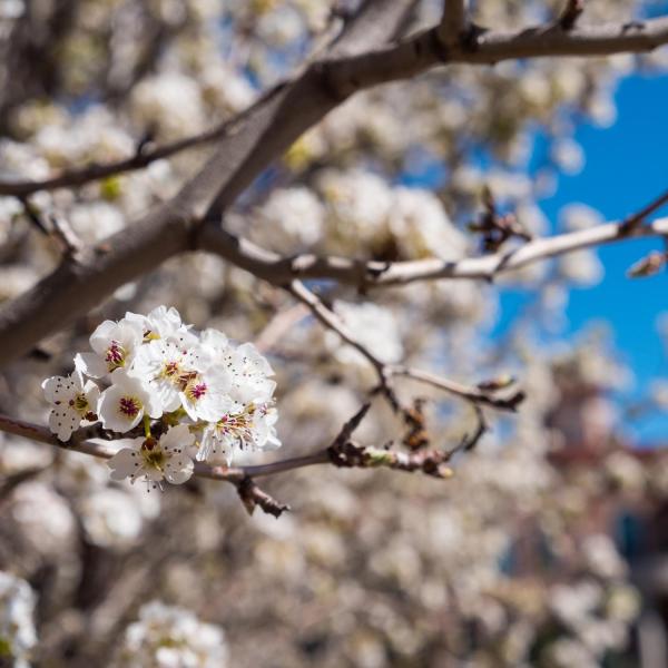 spring bloom