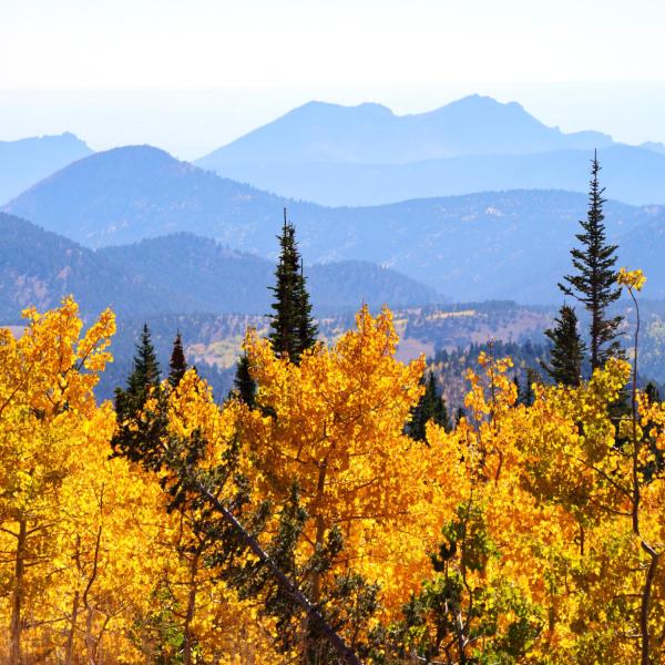 Yellow aspen trees and mountains in the background