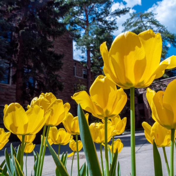 yellow tulips on campus