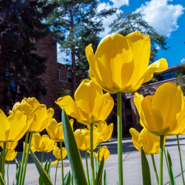 Yellow flowers on campus