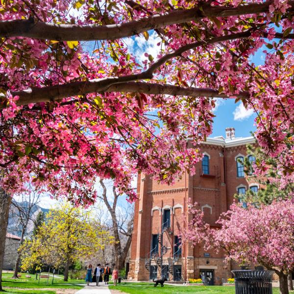 Old Main building framed with pink blossoms
