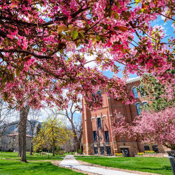 pink blossoms on campus near Old Main