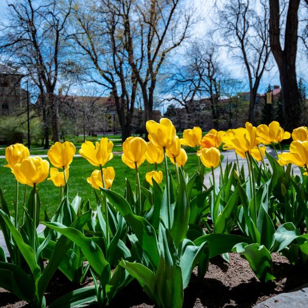 tulips on campus