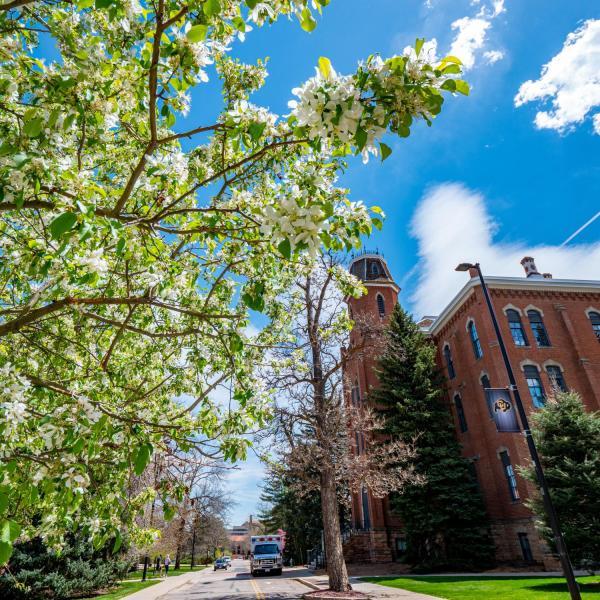 Old Main and a tree with spring blossoms