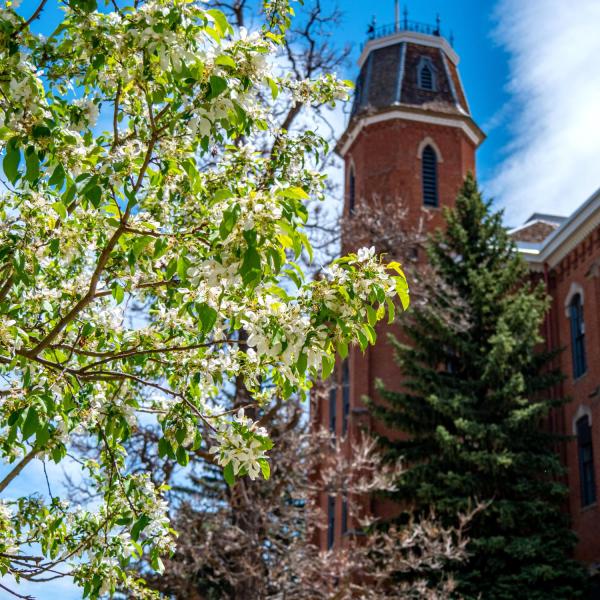 Spring blooms near Old Main