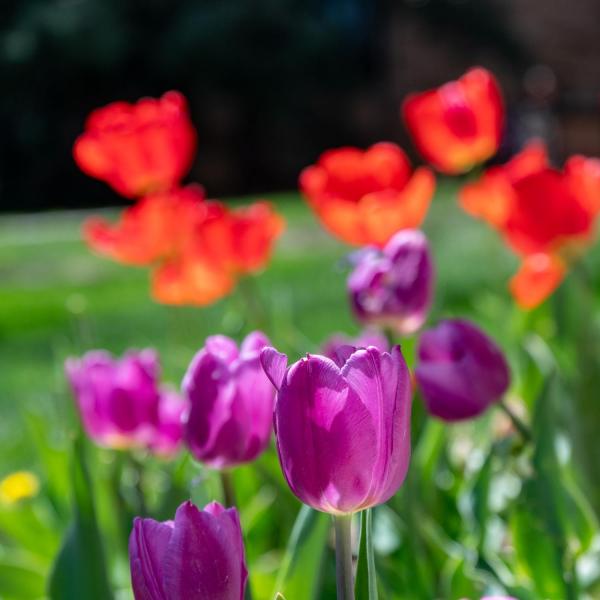 red and purple tulips on campus