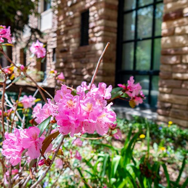 pink flowers on campus