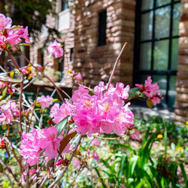 spring blooms on campus