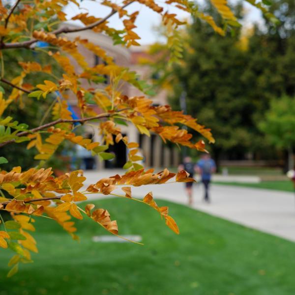 fall leaves with campus community members walking in the background