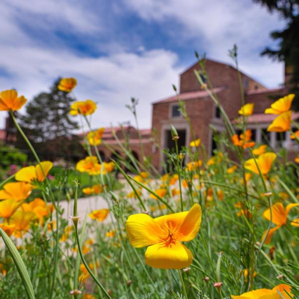Golden flowers in front of the UMC building
