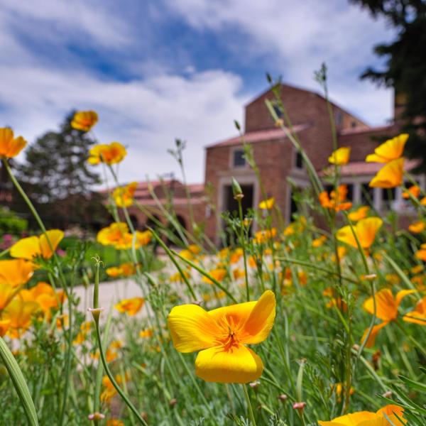 Yellow flowers bloom in the fountain area of the UMC