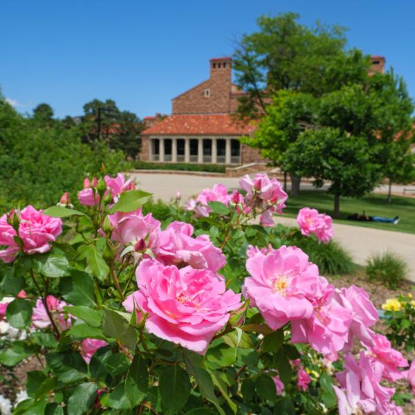 Pink roses in bloom on campus