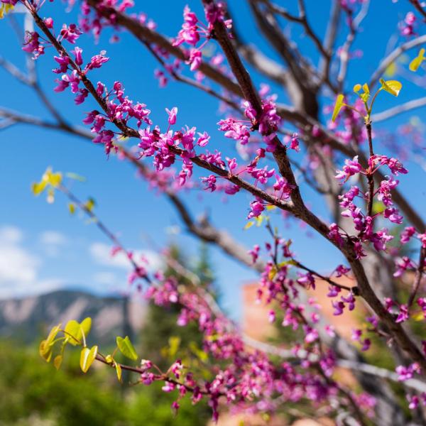 pink flowers on a tree on campus
