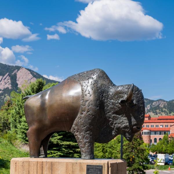 buffalo statue on campus