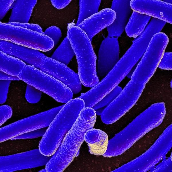 Bacteria under the microscope
