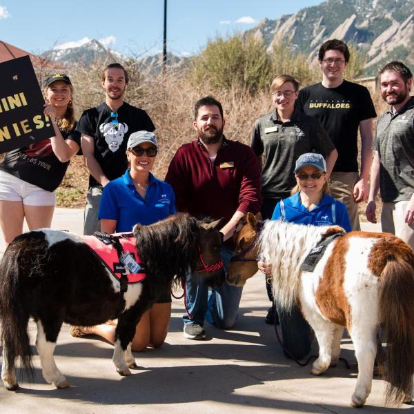The CU Equestrian Team brought mini horses to campus. (Zach Ornitz/University of Colorado)