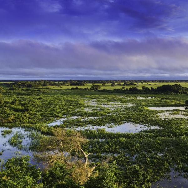 The Pantanal