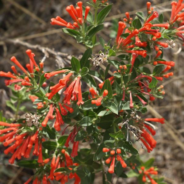 Bouvardia ternifolia blooms