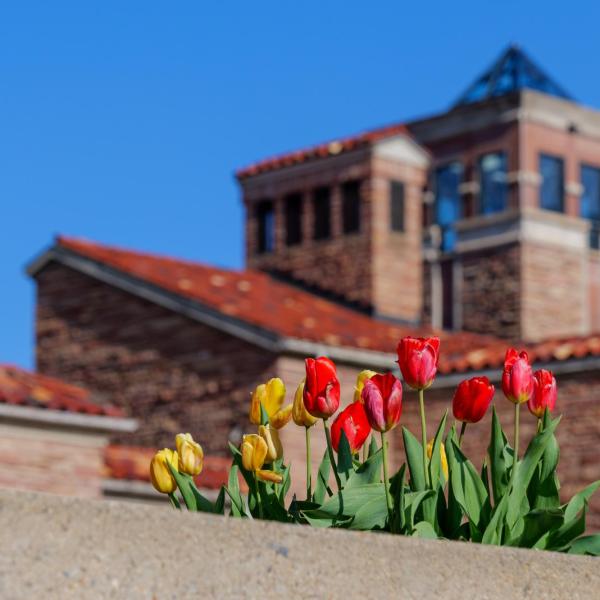 Red and yellow tulips in front of a campus building