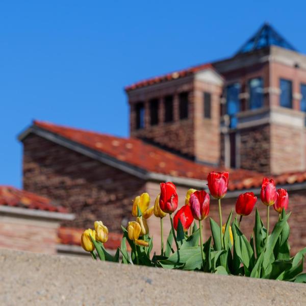 Red and yellow tulips on campus