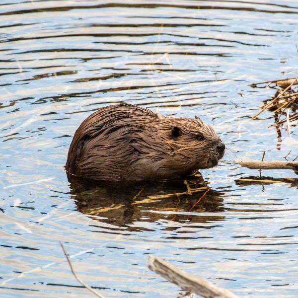 Beaver