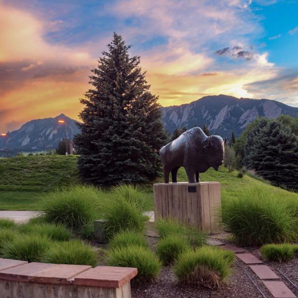 Buffalo statue on campus at sunset
