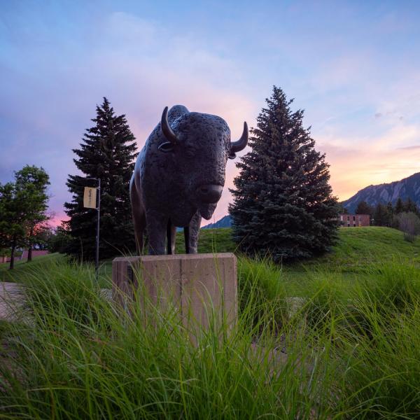 Ralphie sculpture on campus