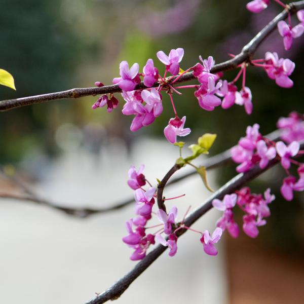 A branch of magenta blossoms and chartreuse leaves.