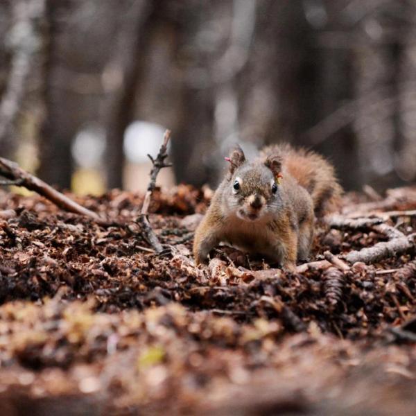Female red squirrel forages for food