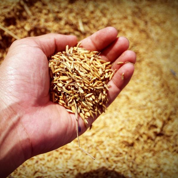 Person holds wheat seeds in hand