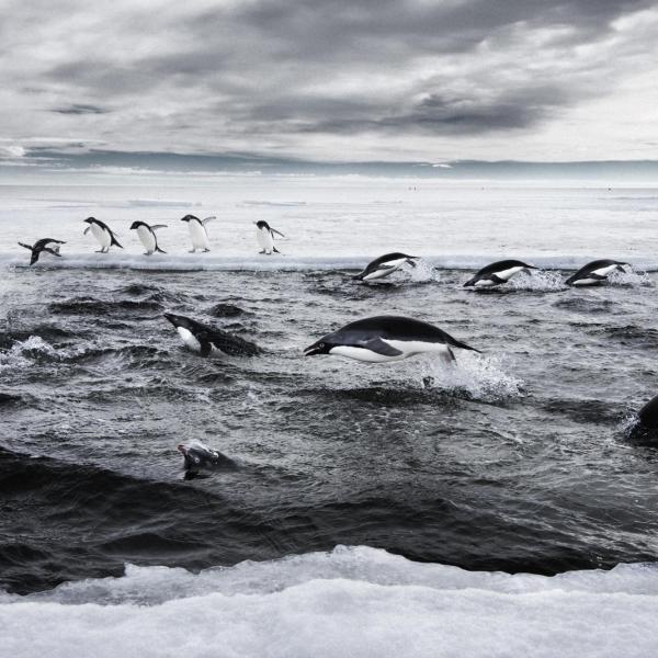 Penguins hunt for fish in the cold waters of the Southern Ocean