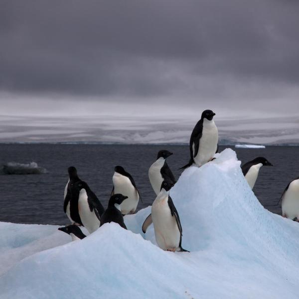 A group of adelie penguins on iceberg