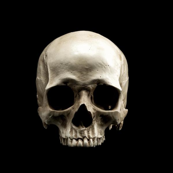 Stock image of a human skull