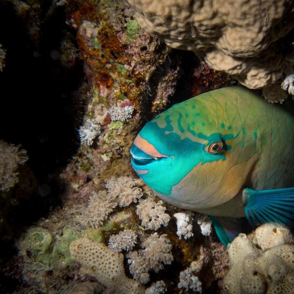 Parrotfish
