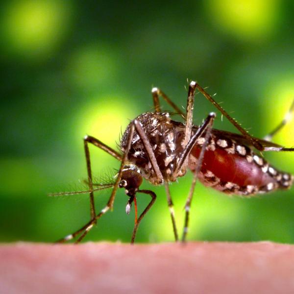 Mosquito biting a person.