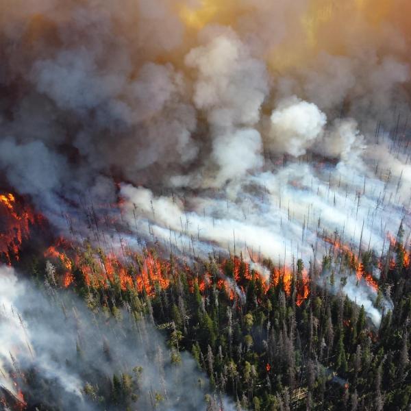 Trees burning during the 2013 Alder Fire in Yellowstone National Park