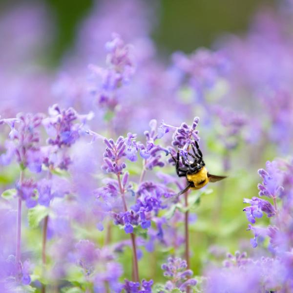Bee on purple flowers