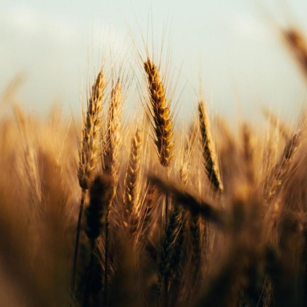 wheat grass