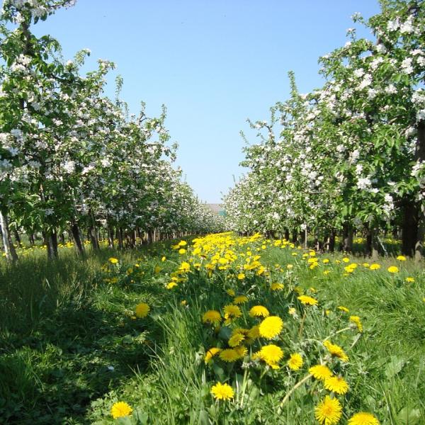 Apple orchard