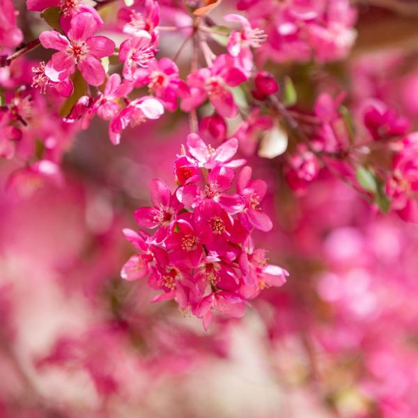 Pink spring blooms
