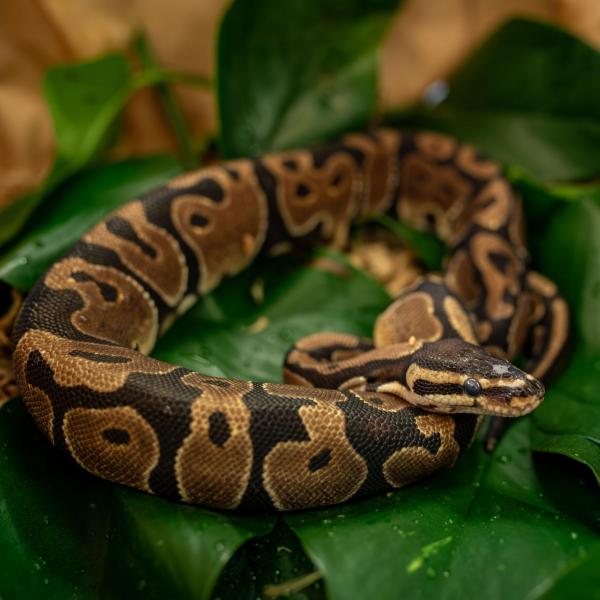 A ball python curls up in the Leinwand lab