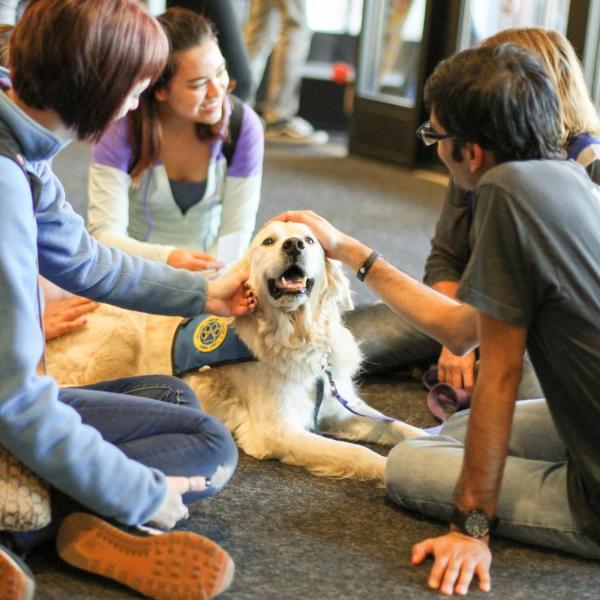 Students pet therapy dog on campus